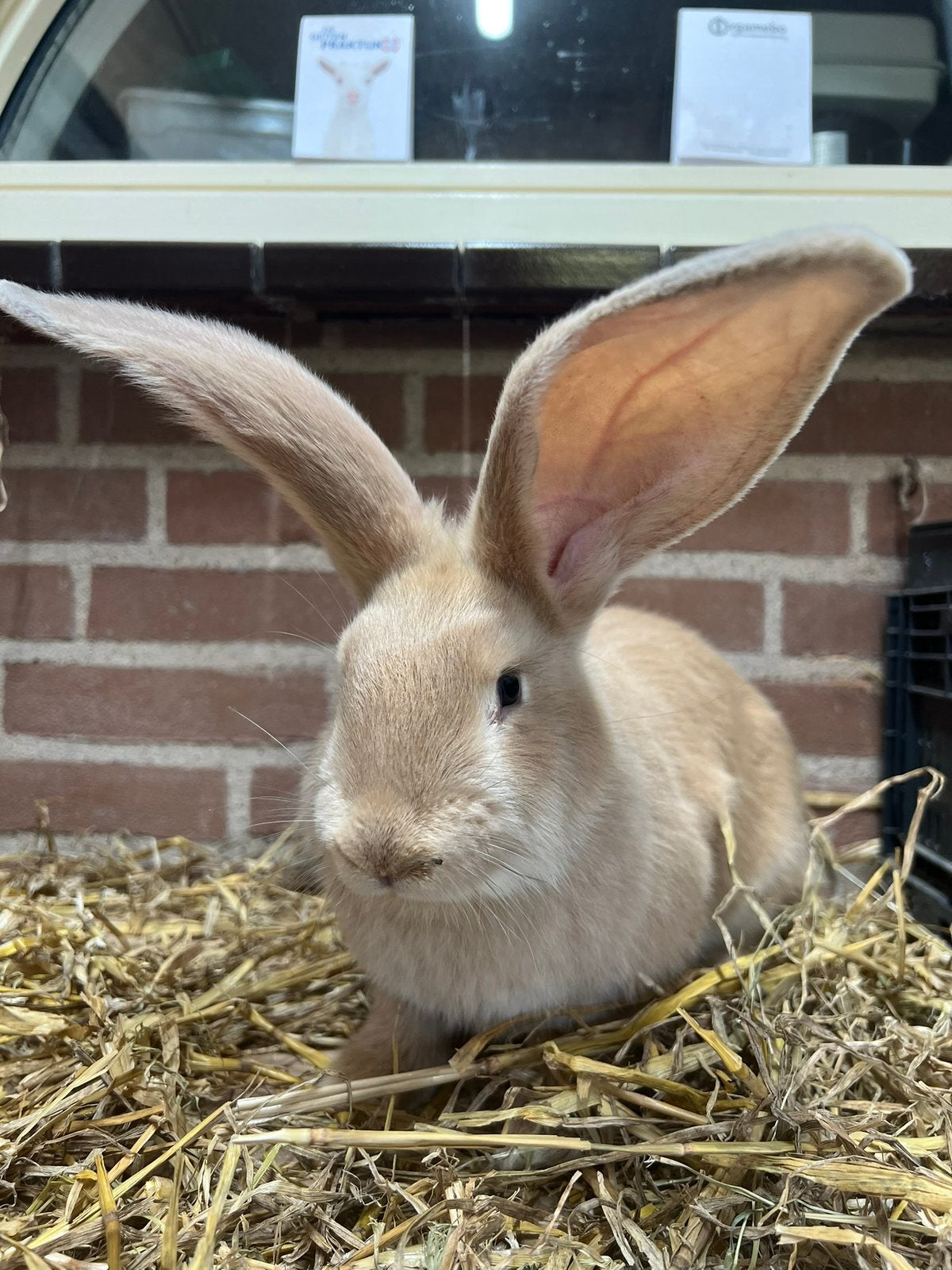 Jonge tamme vlaamse reus ram te koop, Mannelijk, Groot