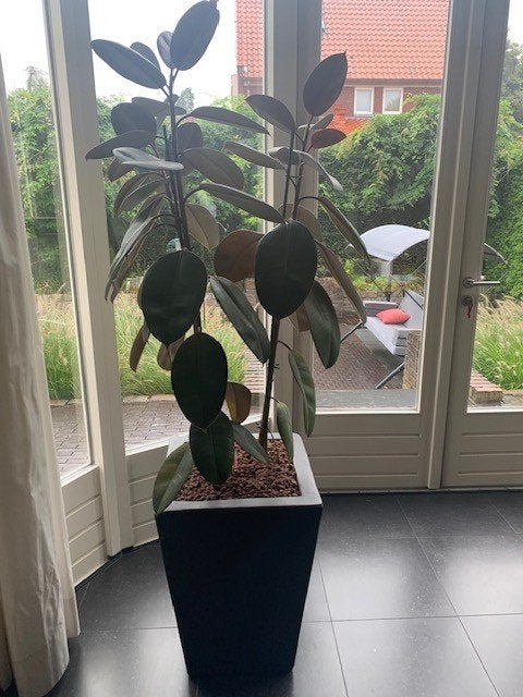 Stenen bloembakken (antraciet) met Ficus Lyrata, Ophalen, Steen, Binnen, Minder dan 60 cm