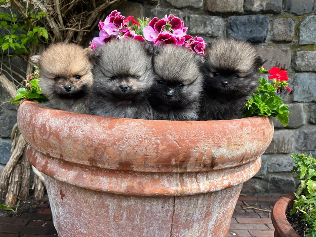 Prachtige Pomeriaan pups!, Dieren en Toebehoren, Honden | Chihuahua's en Gezelschapshonden, Overige rassen, 8 tot 15 weken, Meerdere