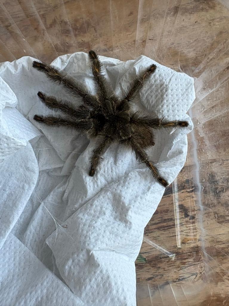 Psalmopoeus irminia man, Dieren en Toebehoren, Spin of Schorpioen