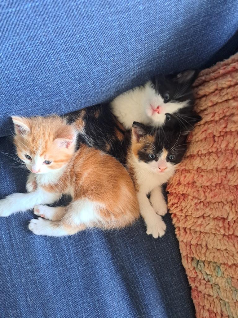 1 kitten zwarte, Dieren en Toebehoren, Katten en Kittens | Overige Katten, Meerdere dieren