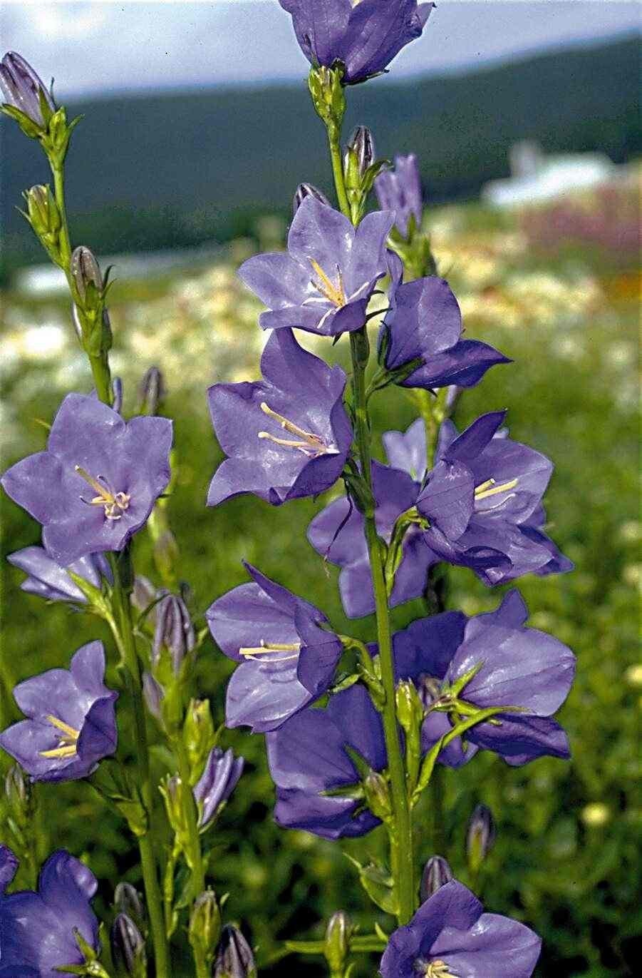 Uit de biologische moestuin: Campanula, zaden, Ophalen of Verzenden, Gehele jaar, Halfschaduw, Zaad