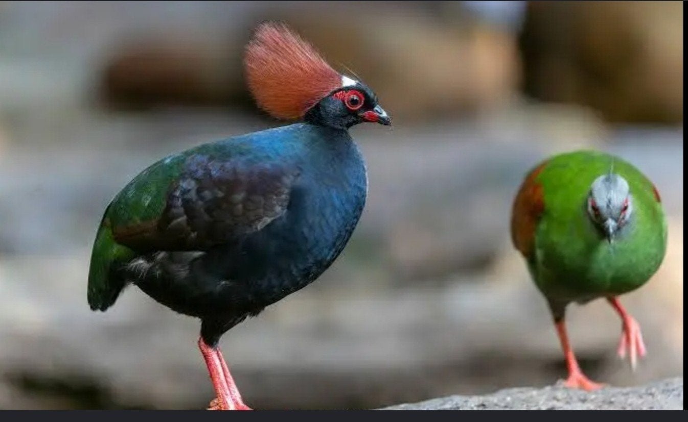 roelroel, Dieren en Toebehoren, Meerdere dieren