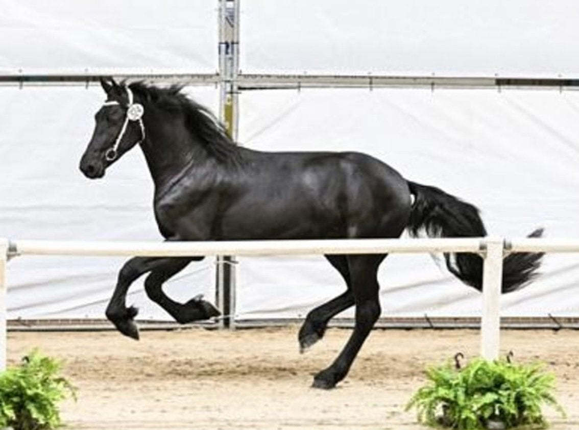 Te koop: 3-jarige grote Friese hengst – 0,0% inteelt, Hengst, Dressuurpaard, 3 tot 6 jaar
