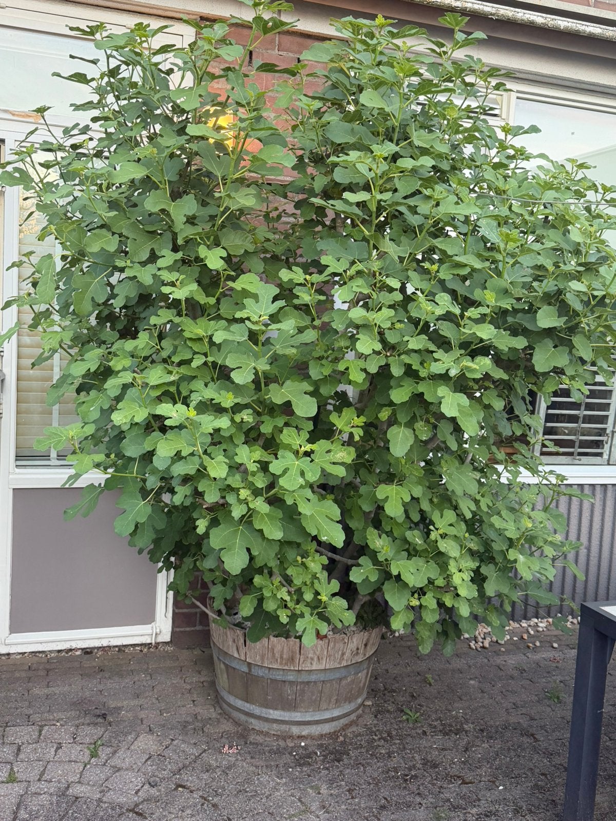 Vijgenboom, Volle zon, Bloeit niet, 100 tot 250 cm, Overige soorten