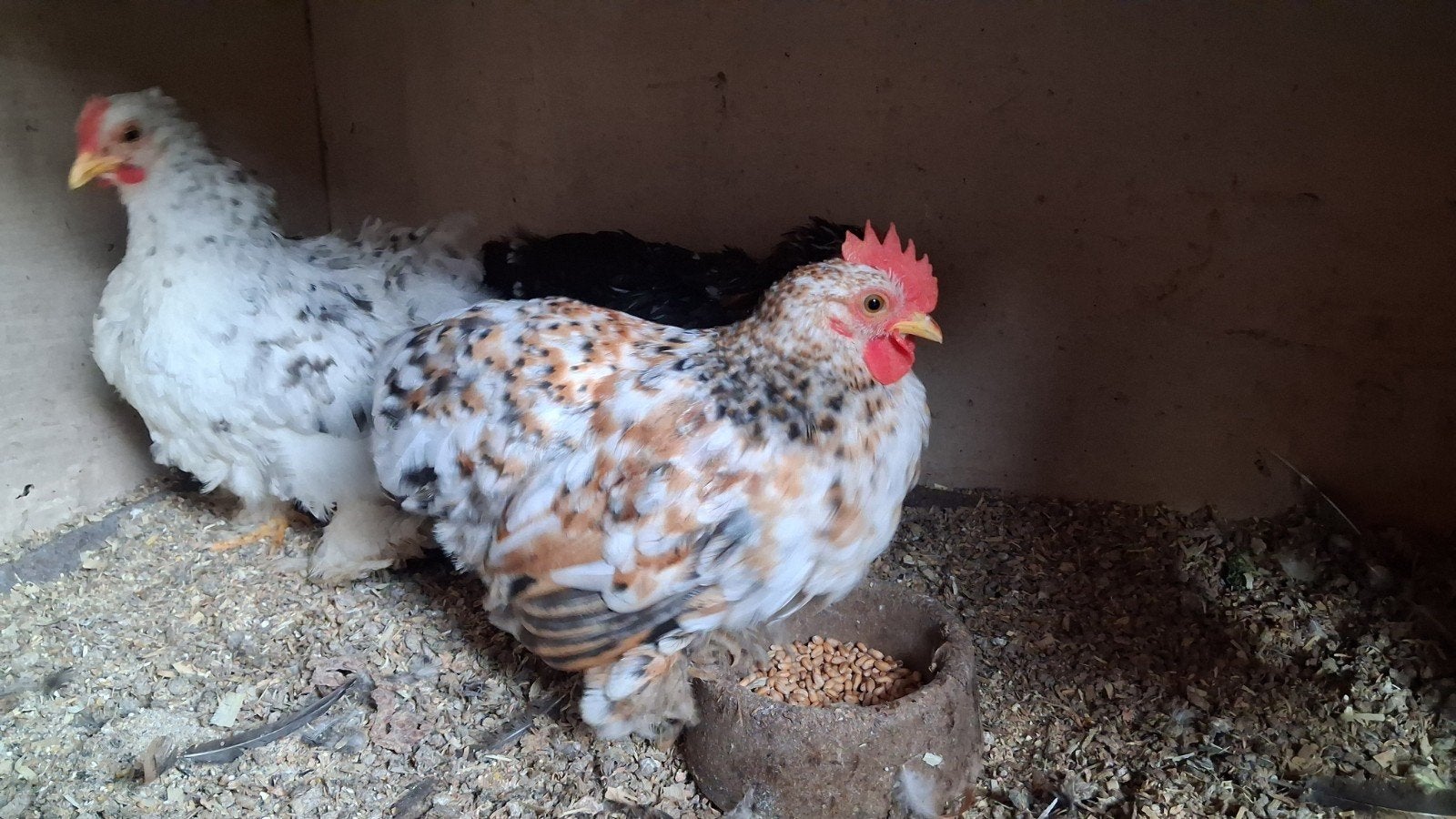 3 Cochin kriel kip kuikens te koop., Dieren en Toebehoren, Pluimvee, Meerdere dieren, Kip