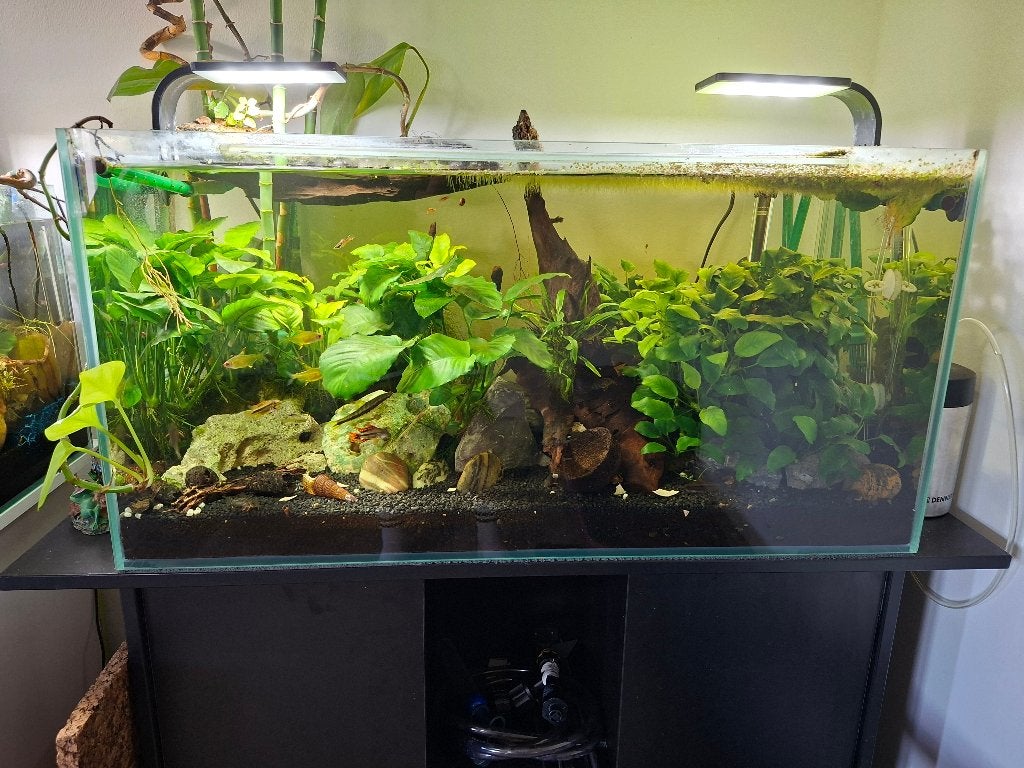 Aquarium compleet, Ophalen, Inclusief vissen, Gebruikt, Gevuld zoetwateraquarium