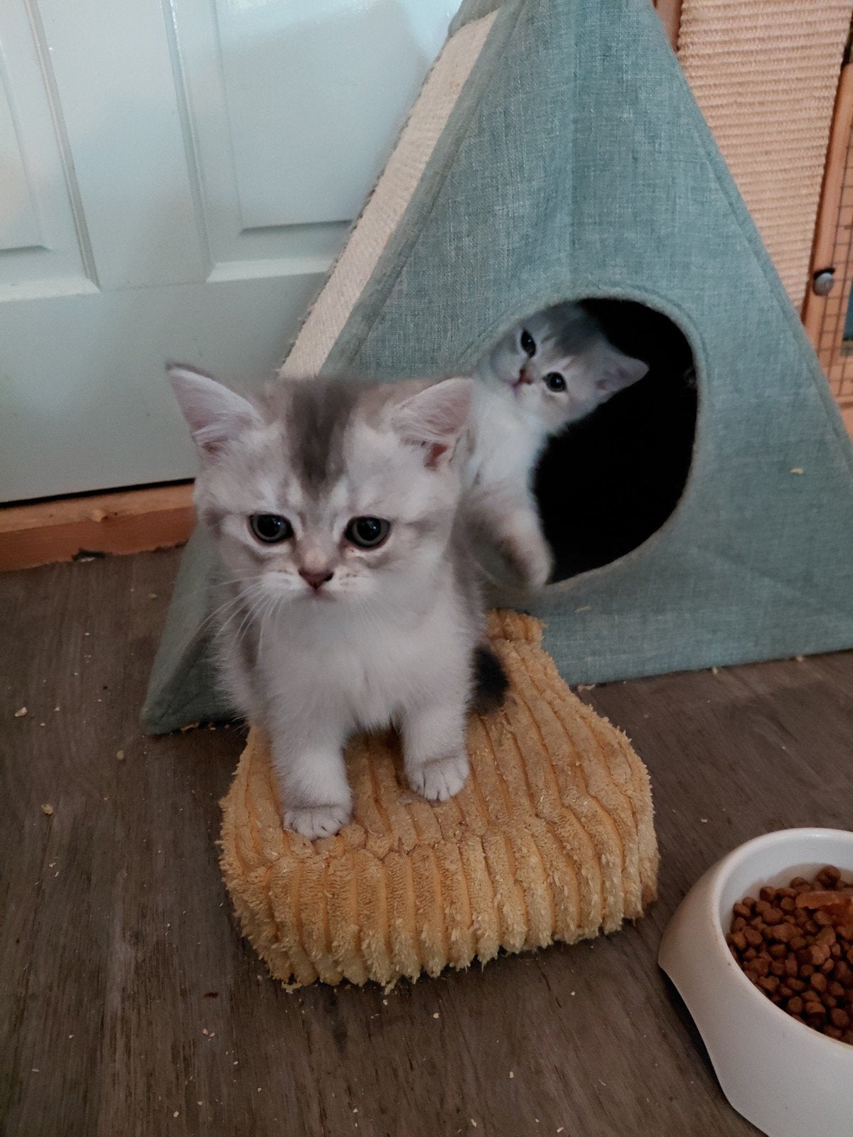 Foto 3 van britse korthaar kittens nog 1poesje beschikbaar