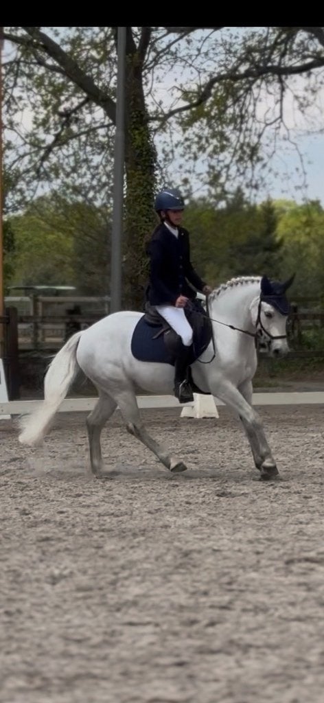 Supergave lease/verzorgpony!, Ophalen, Nieuw, Dressuur