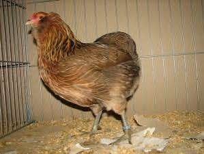 ARAUCANA  - GROENLEGGERS - EUROCANA - GRONLEGERS., Dieren en Toebehoren, Vrouwelijk, Kip