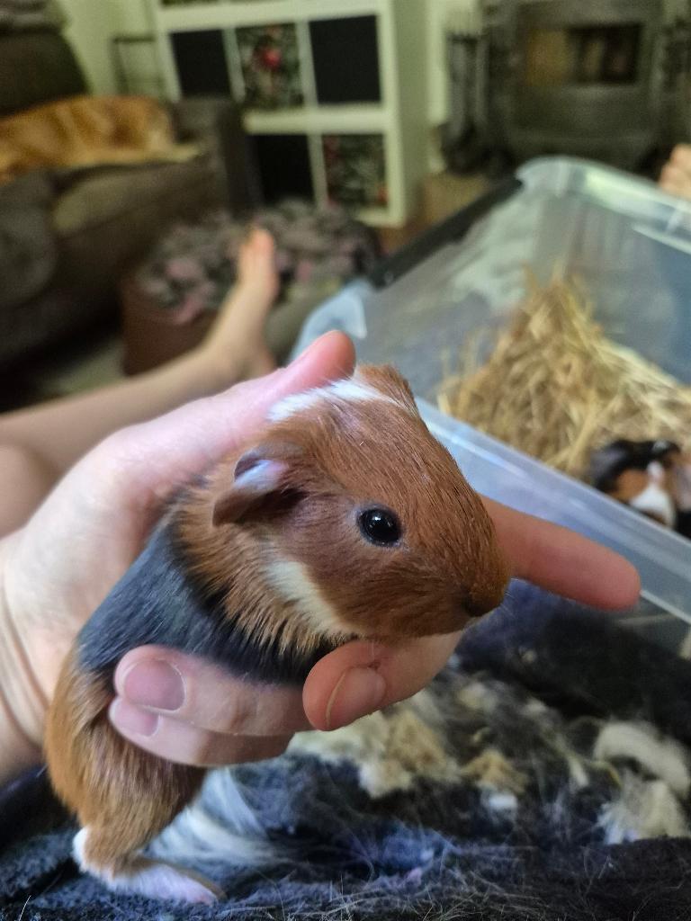 Jonge cavia's, beertjes, gladharig, Dieren en Toebehoren, Knaagdieren, Cavia, Mannelijk, Mei, Tam