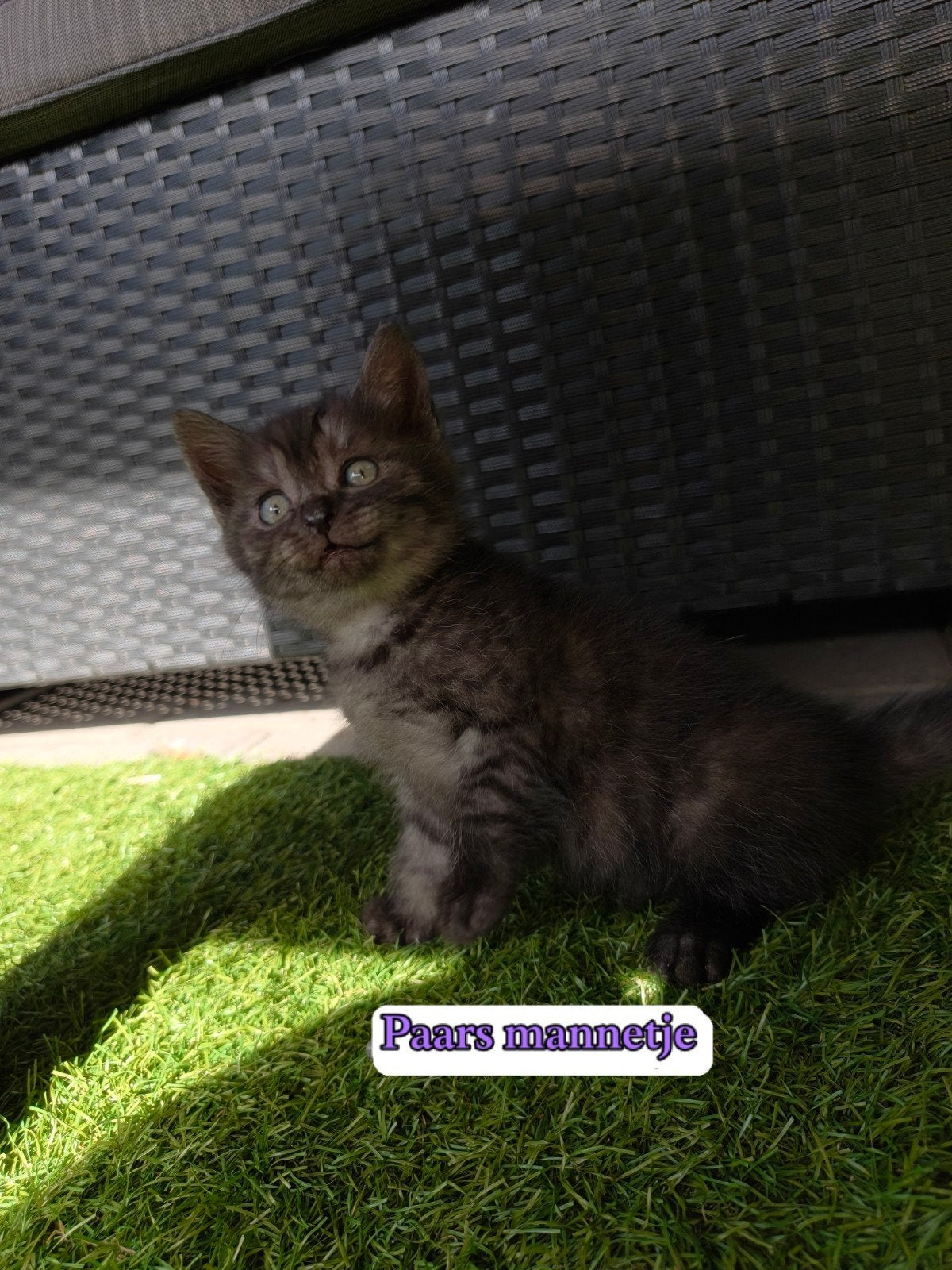 Britse korthaar x Europese korthaar kittens, Meerdere dieren, Kortharig, 0 tot 2 jaar