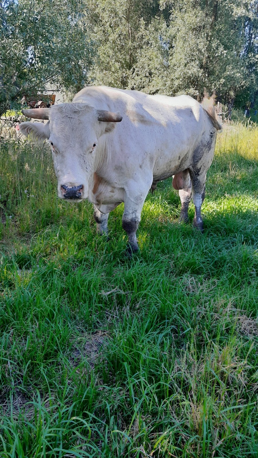 stier