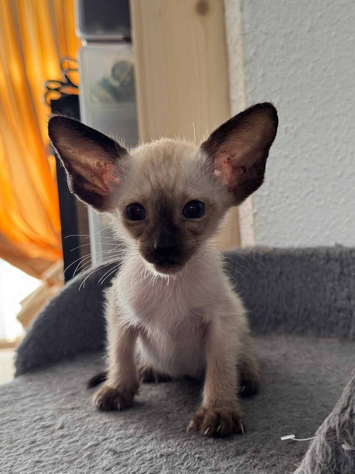 Lieve Siamese kittens zoeken een gouden mandje ️, Dieren en Toebehoren, Katten en Kittens | Raskatten | Korthaar, Meerdere dieren