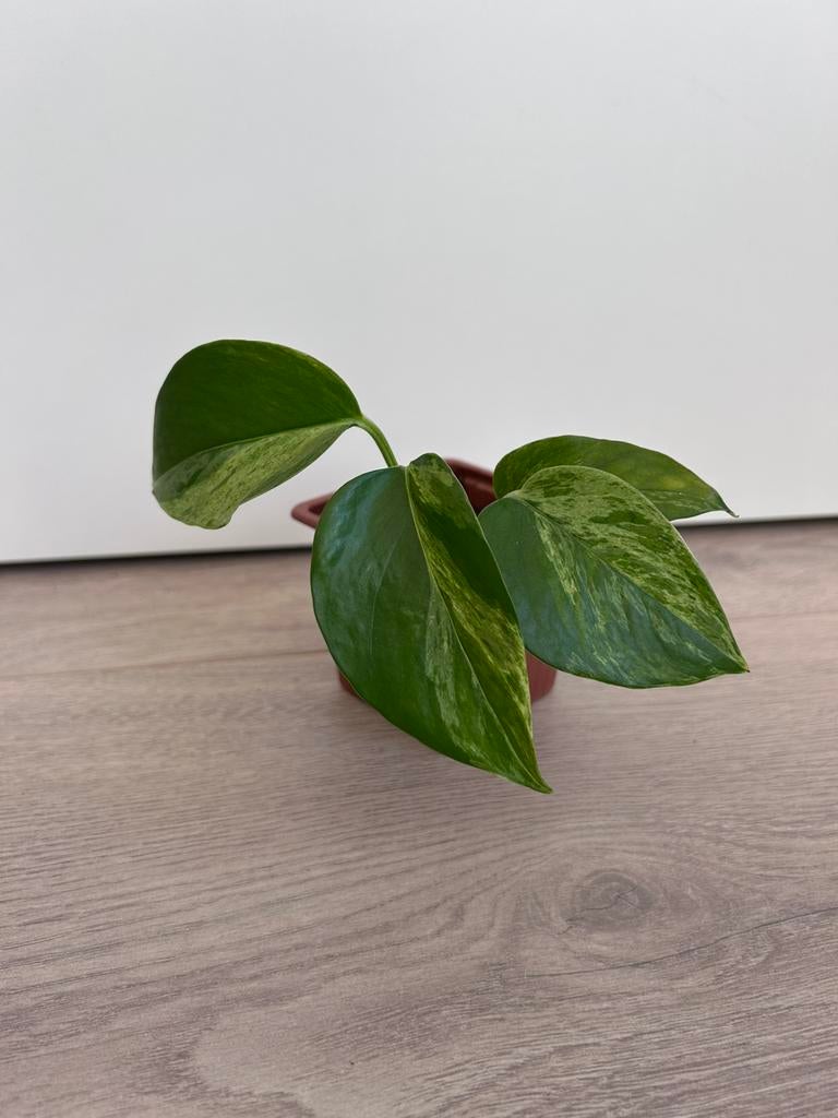 Epipremnum pinnatum marble variegata, Ophalen of Verzenden, Halfschaduw, Minder dan 100 cm