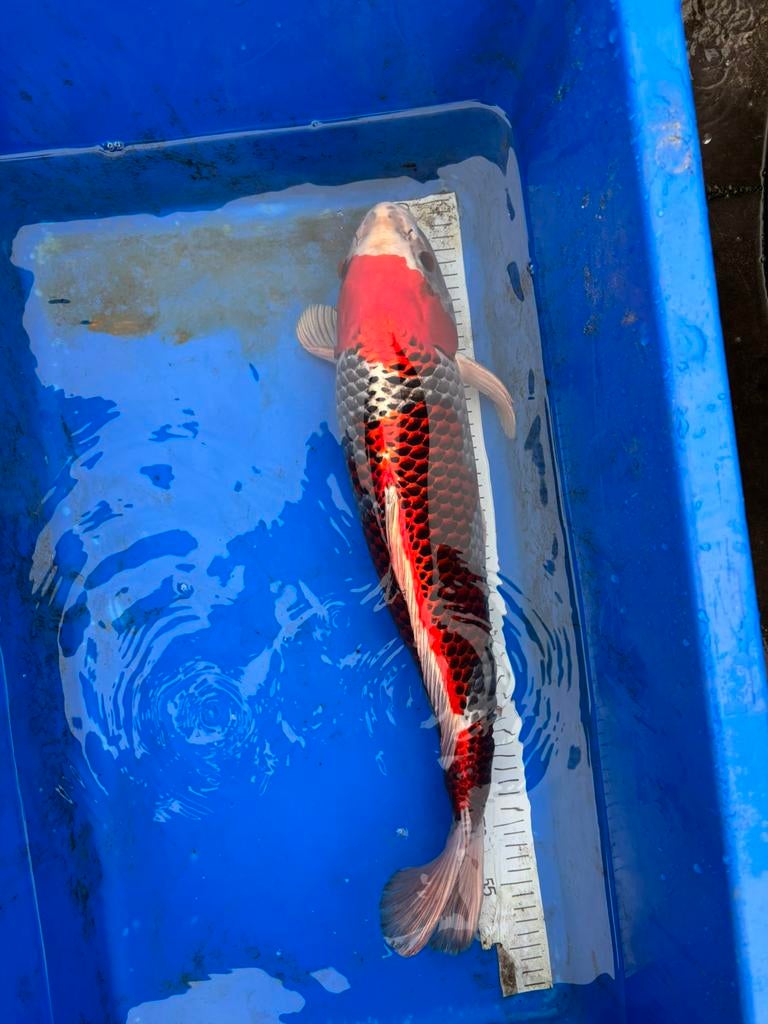 Koi karper - KUJAKU, Karper of Koi