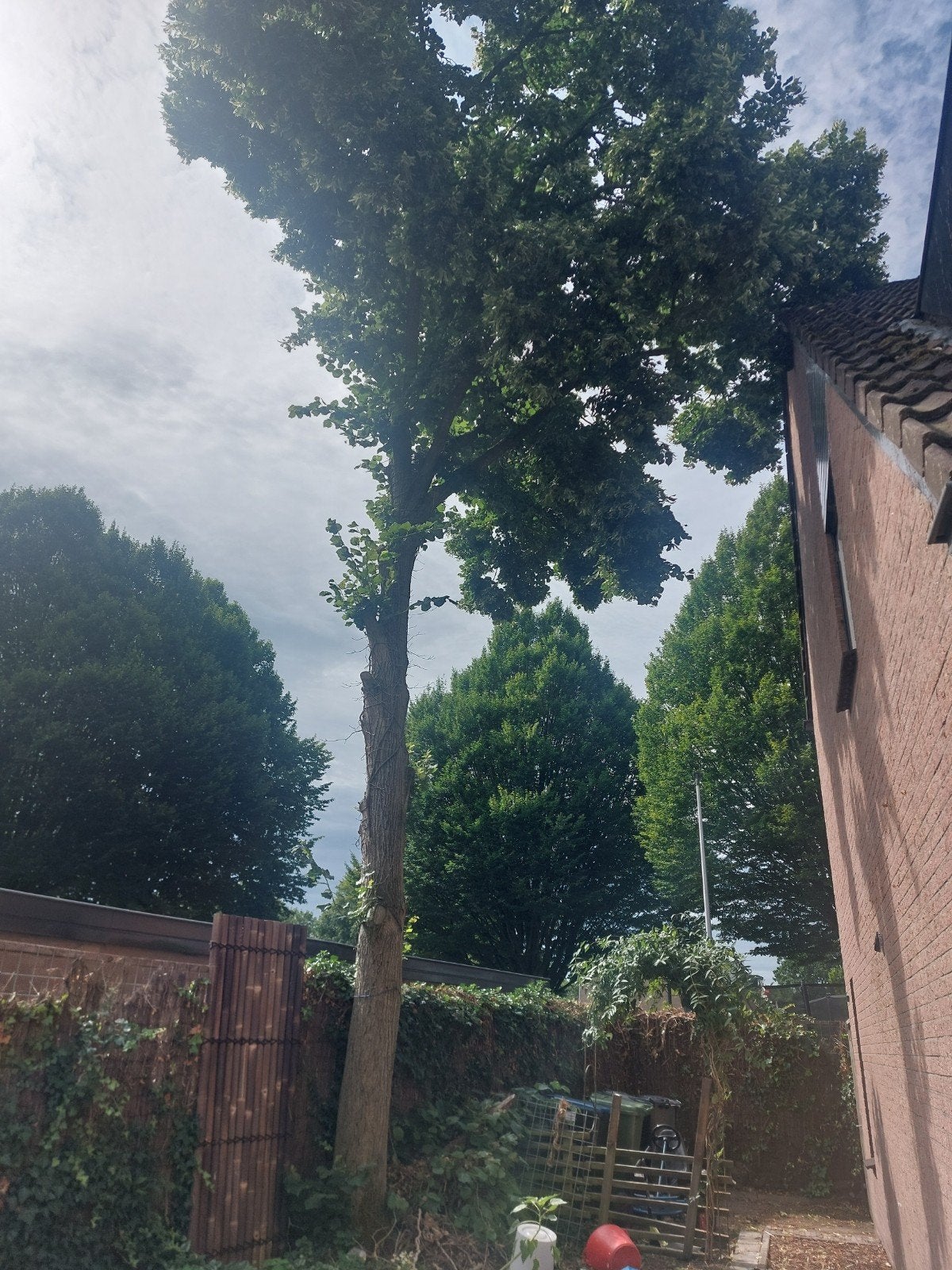 8,5m boom haardhout zomereik zelf kappen brandhout kachelhou, Ophalen, Volle zon, Overige soorten, 400 cm of meer