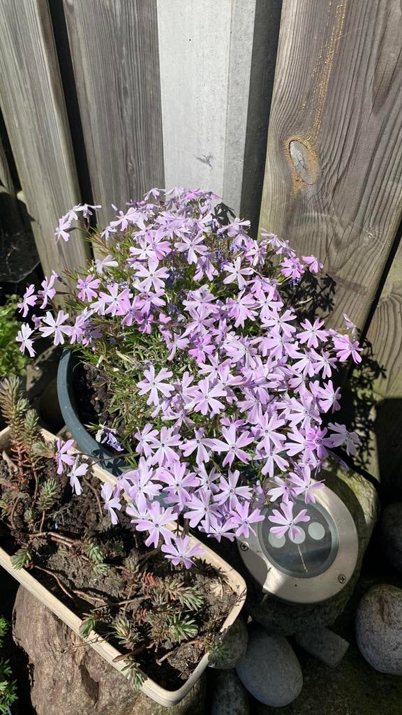Vaste tuin plant met pot €6, Ophalen, Bloeit niet, Overige soorten, Halfschaduw