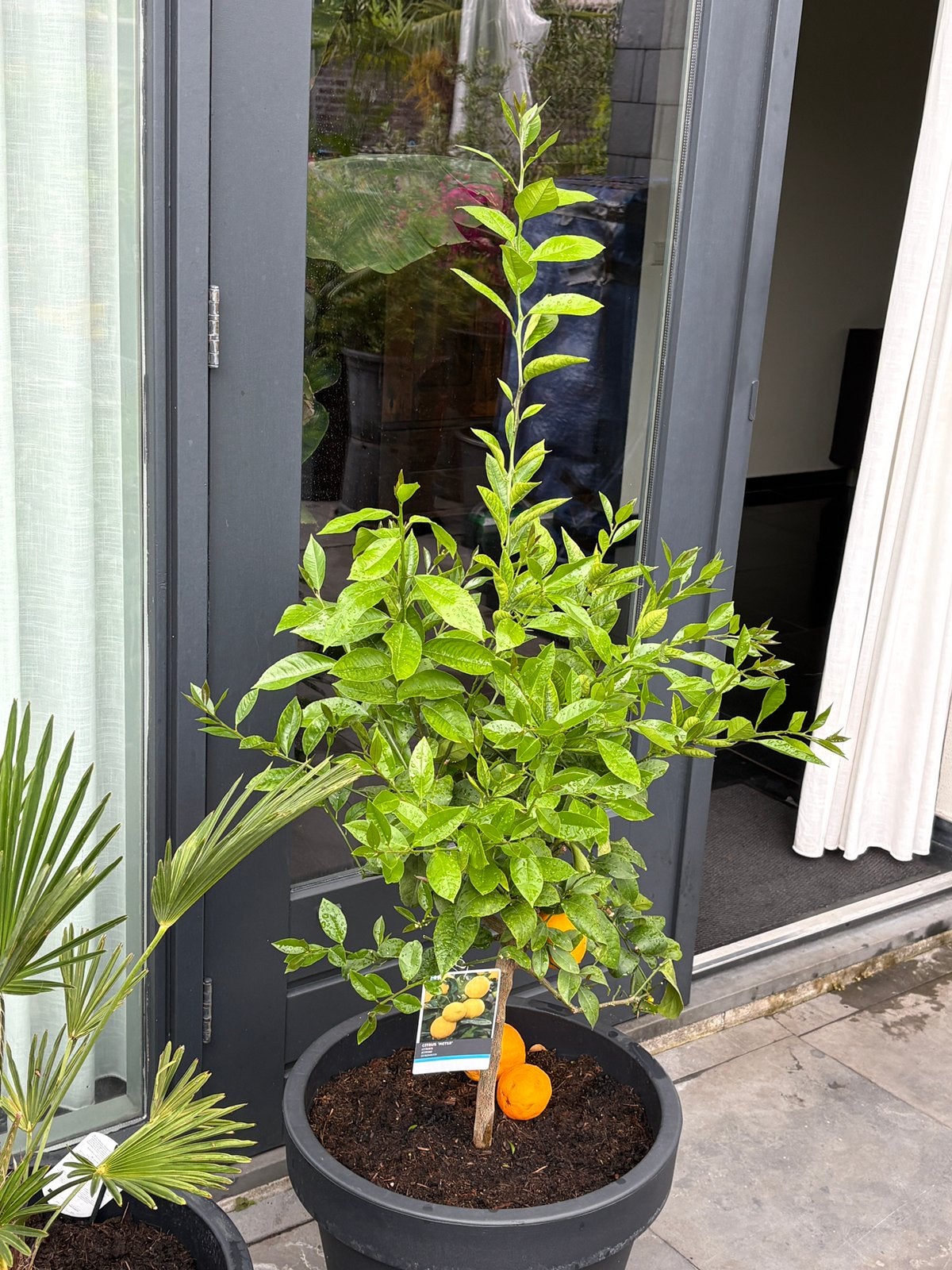 Schitterende citrus meyer op stam in een luxe pot!, Ophalen, Overige soorten, Volle zon, In pot