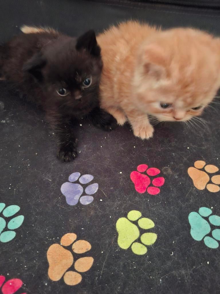 Britse korthaar kittens, Dieren en Toebehoren, Katten en Kittens | Raskatten | Korthaar