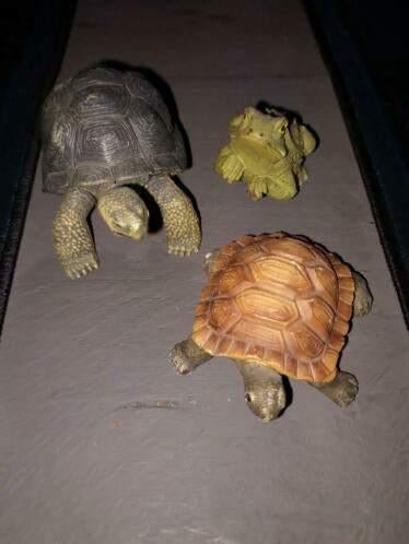Schildpadjes + kleine kikkeR, Verzenden
