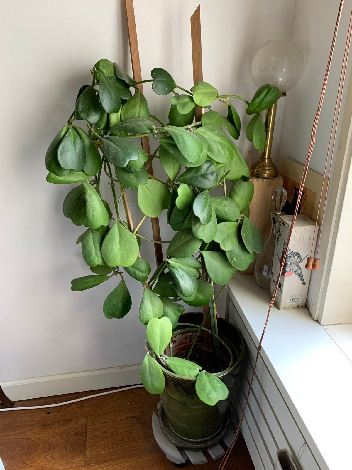 Hoya Kerii+bloempot+onderzetter: hartvormige vetplant, 120cm, Ophalen, Vetplant, 100 tot 150 cm, Halfschaduw