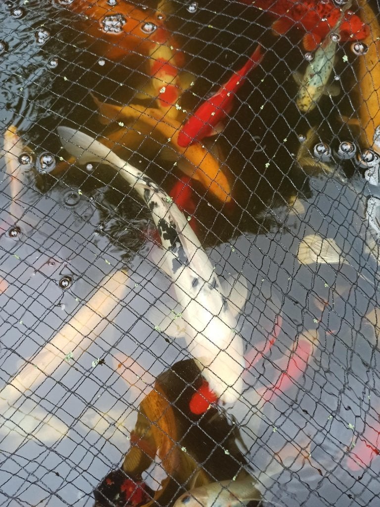 Goudwindes, Steur, graskarpers, koi en goudzeelt., Karper of Koi
