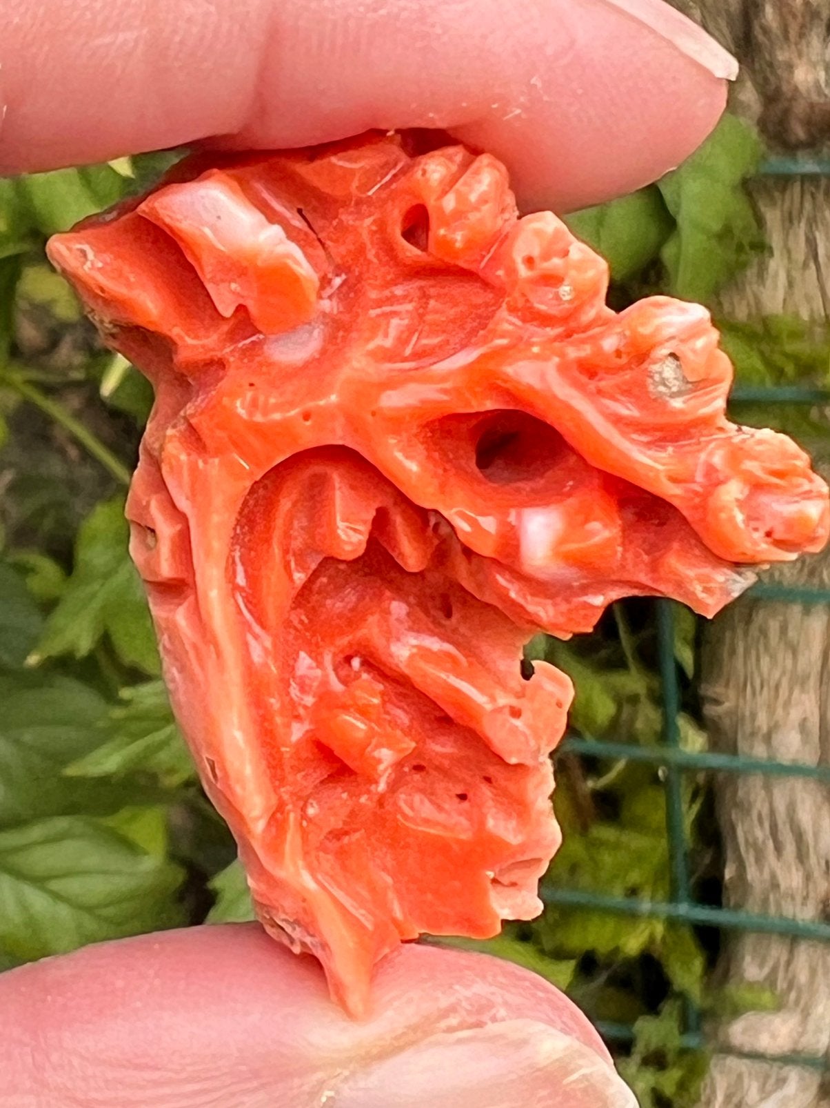 Deels vewerkte corallium rubrum koraal, Ophalen of Verzenden, Fossiel