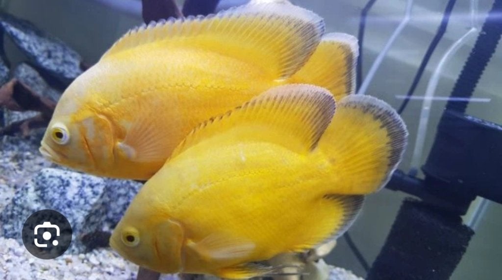 gezocht Lemon Astronotus Ocellatus, Dieren en Toebehoren, Vis, Zoetwatervis