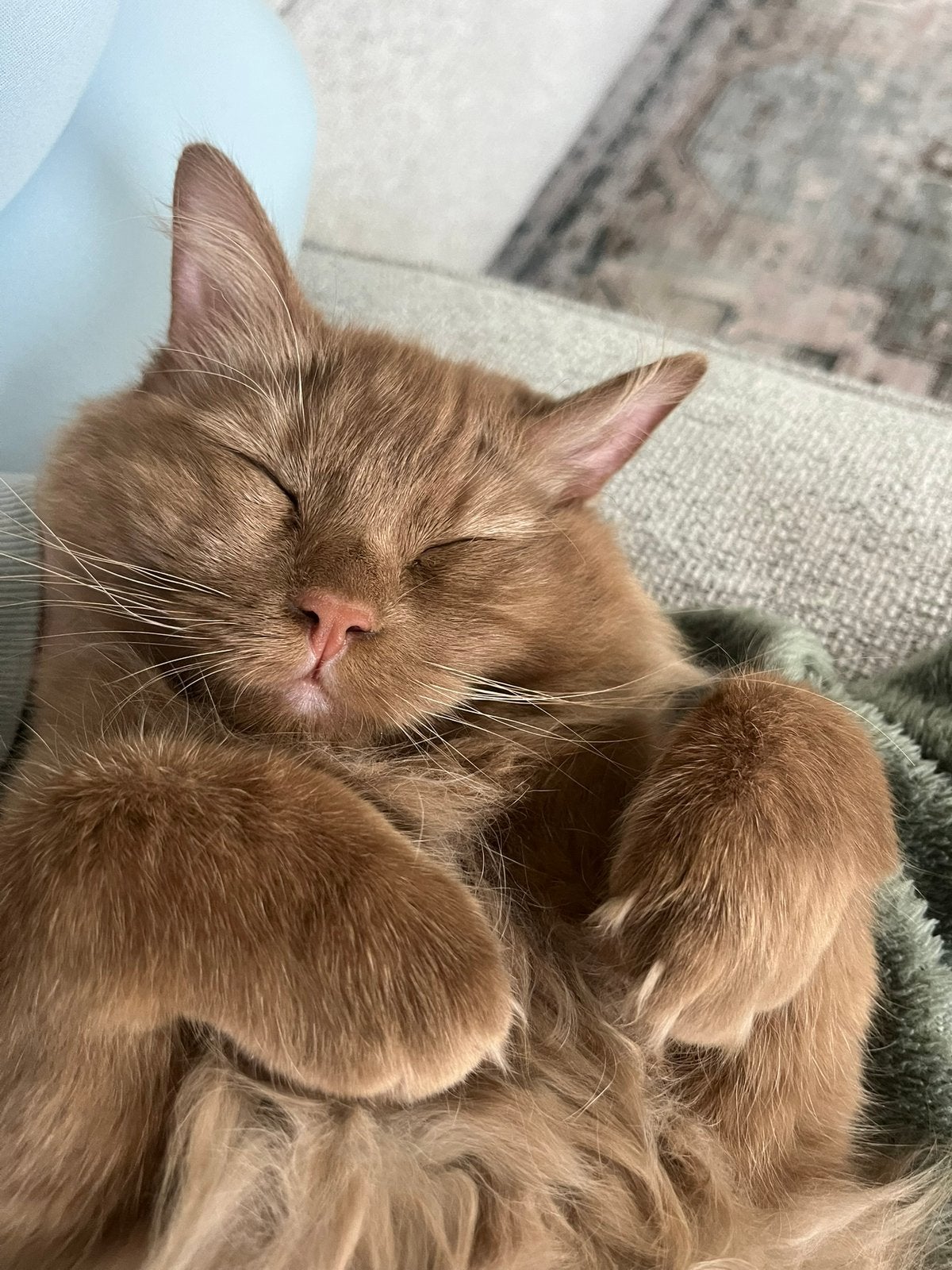 Nieuw thuis gezocht voor onze ragdoll Ninja - cinnamon solid, Kater