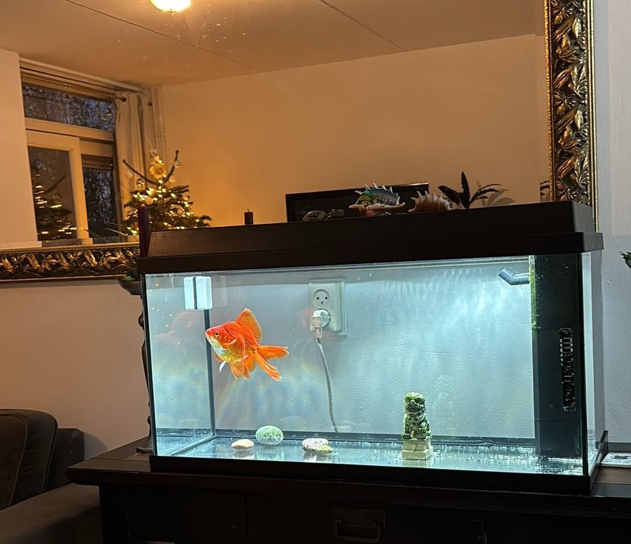 Aquarium, Ophalen, Inclusief deksel, Leeg aquarium, Superfish