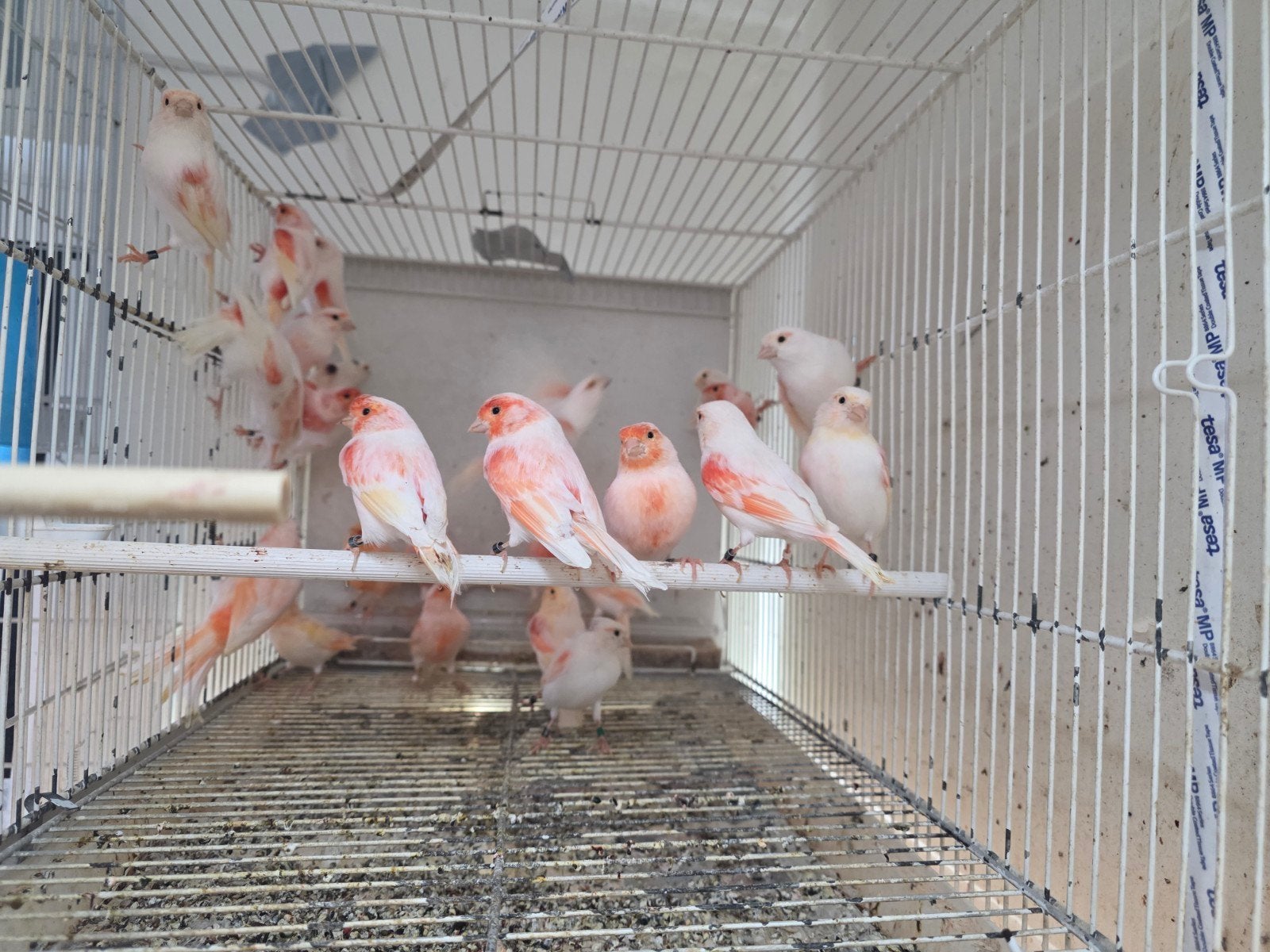 Rood mozaïek, oranje, japanes hosso te koop koppel €45, Dieren en Toebehoren, Meerdere dieren, Kleurkanarie