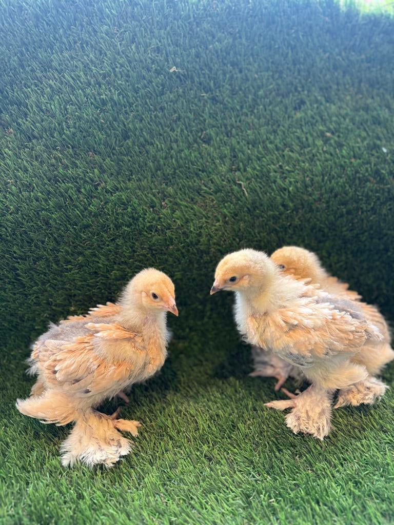 Brahma groothoender buff blauw hennen, Dieren en Toebehoren, Pluimvee, Vrouwelijk, Kip