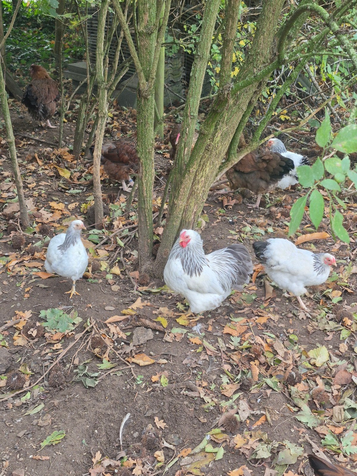 laatste wyandotte krielen, Meerdere dieren, Kip
