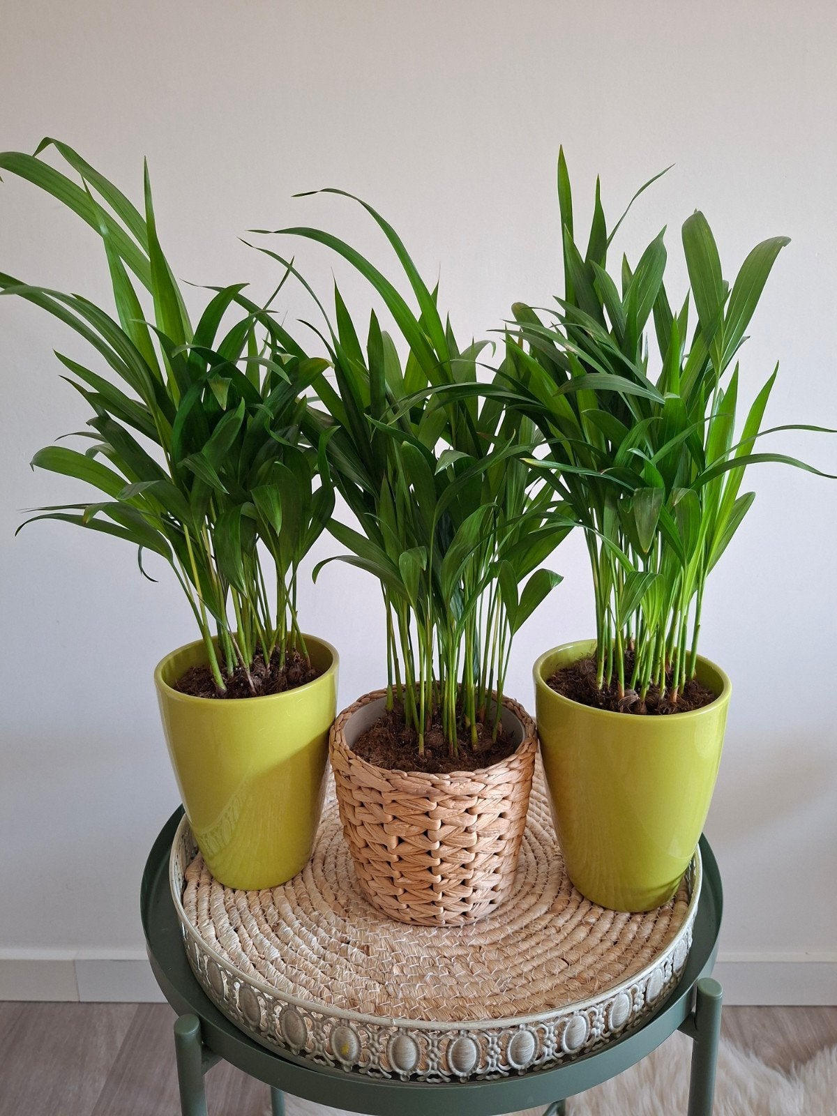 3 Areca Palmen in Pot - Kamerplanten, Palm, In pot, Minder dan 100 cm, Groene kamerplant