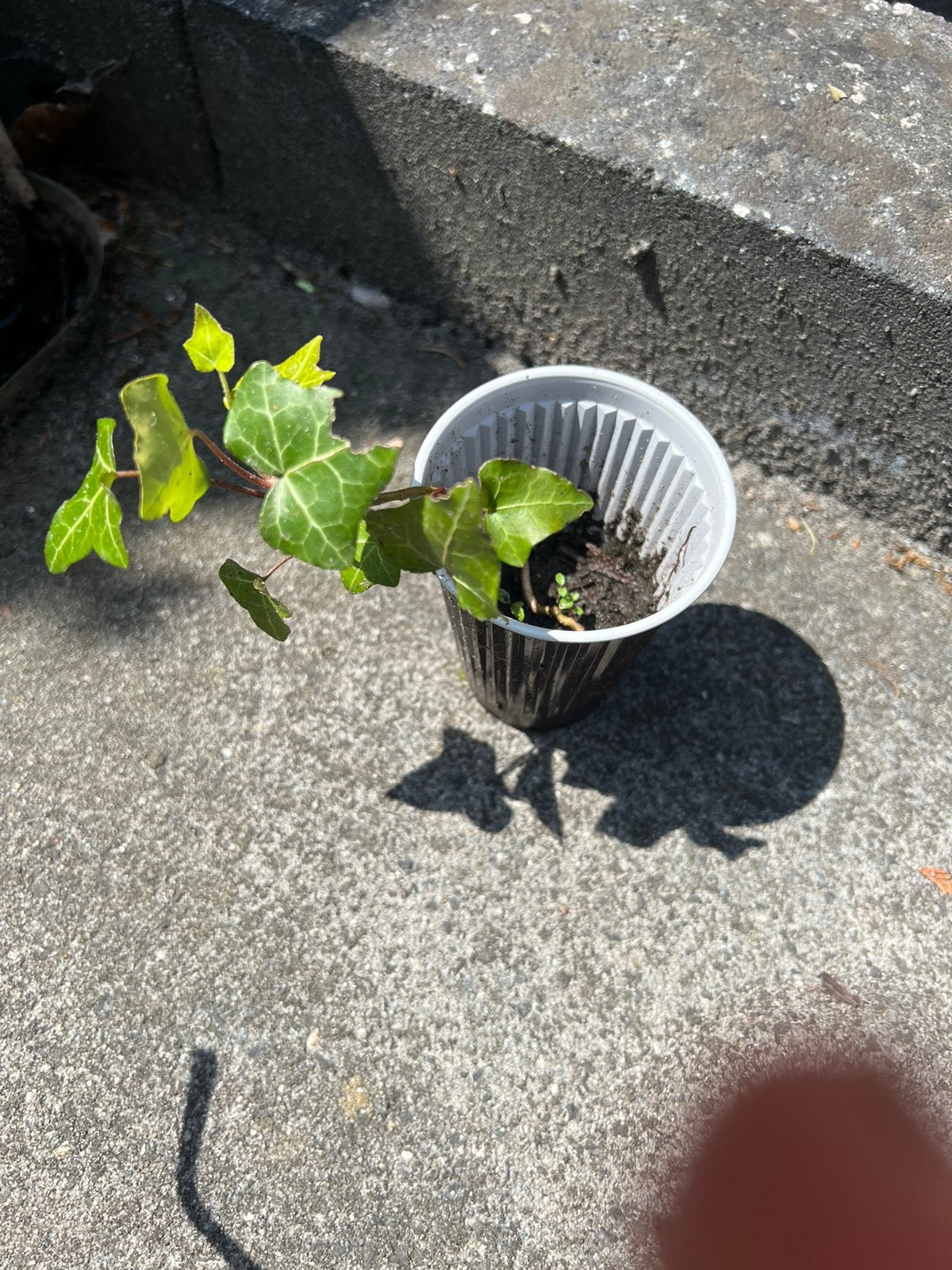 Hedera, Ophalen of Verzenden, Boomschors