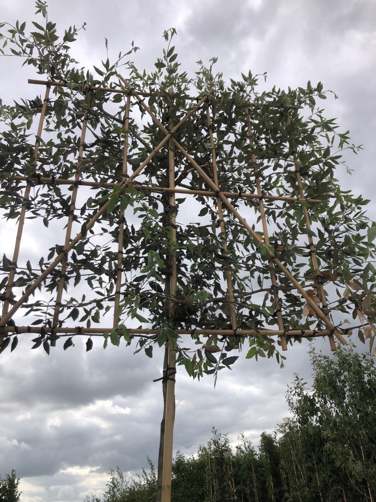 Leisteeneik - Prachtige Quercus Ilex Leiboom, Tuin en Terras, Bloeit niet, Leiboom, Ophalen of Verzenden, 250 tot 400 cm