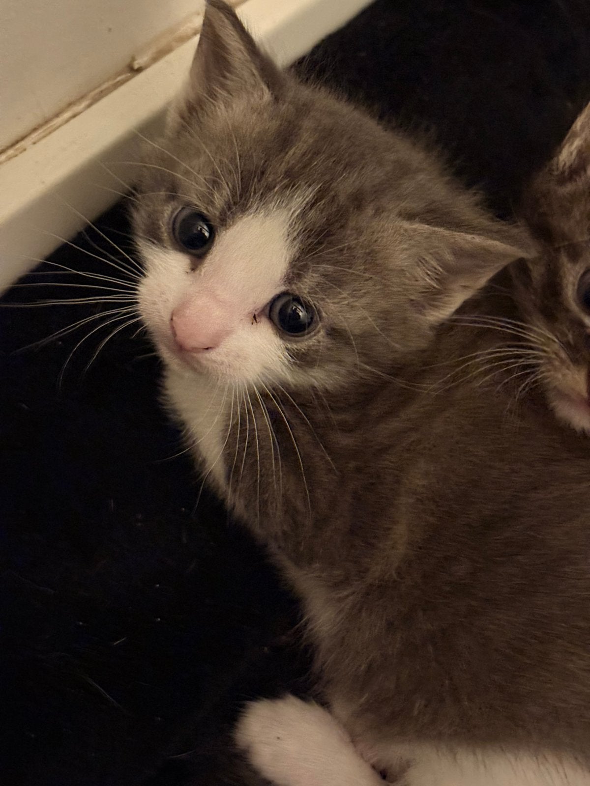 Boerderij kittens te koop, Meerdere dieren
