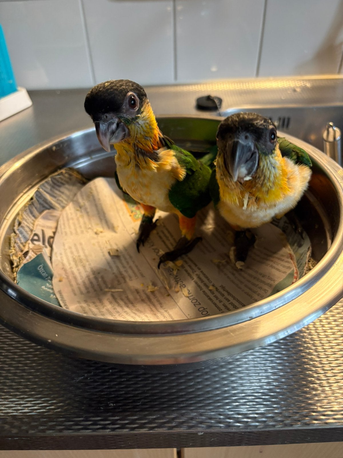 Grijze roodstaart -geelwang - caique, Geslacht onbekend, Papegaai, Tam