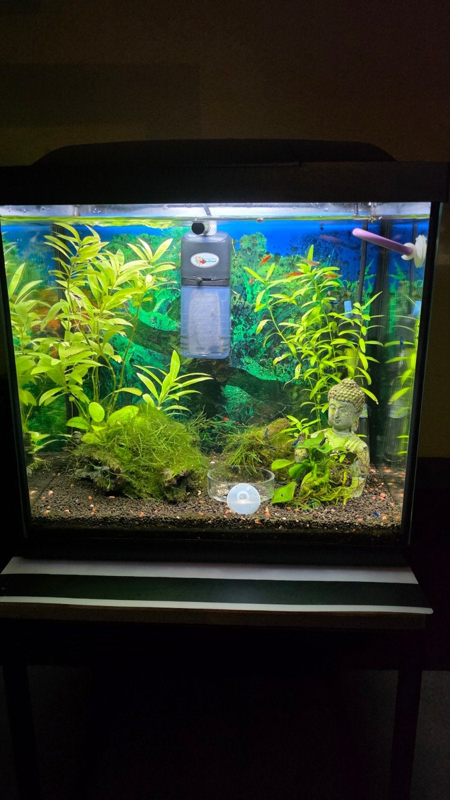 2x superfish aquarium 30 l,incl blue dream Orange eyes,, Ophalen, Gebruikt, Gevuld zoetwateraquarium, Pomp
