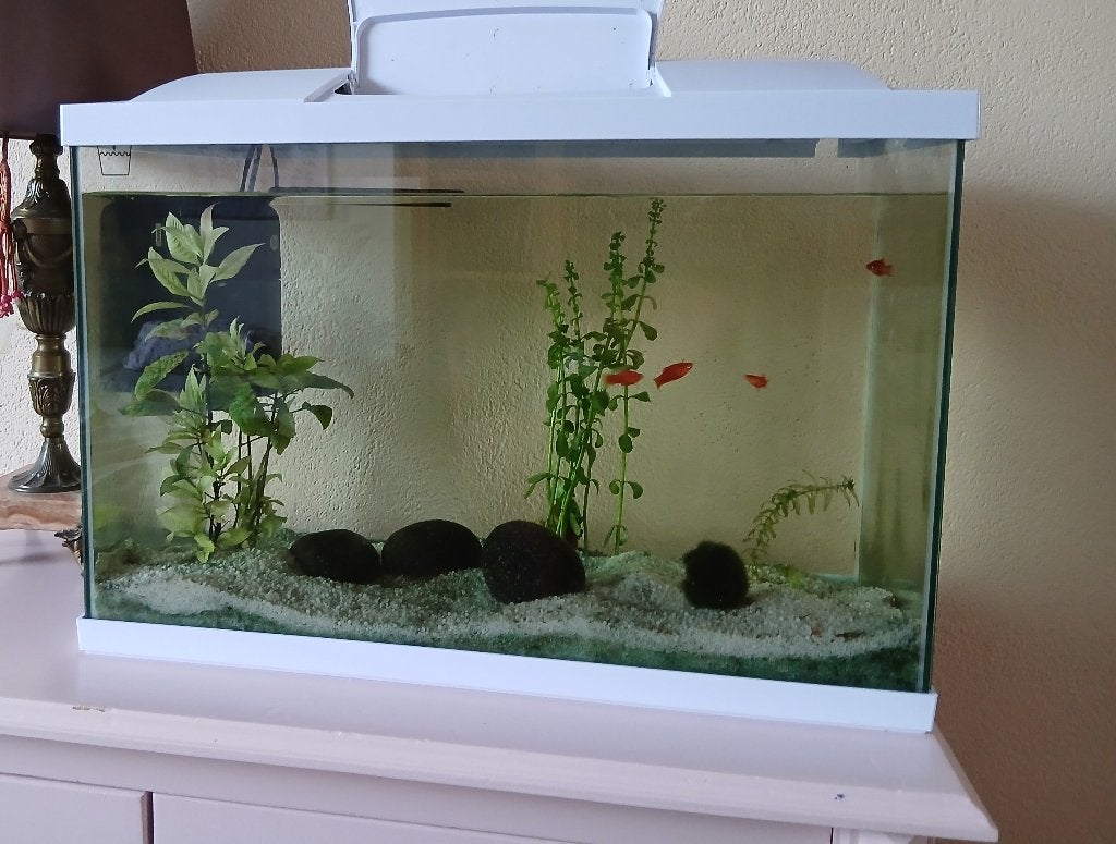 compleet goed werkend aquarium met 4 vissen, Ophalen, Inclusief vissen, Zo goed als nieuw, Gevuld zoetwateraquarium