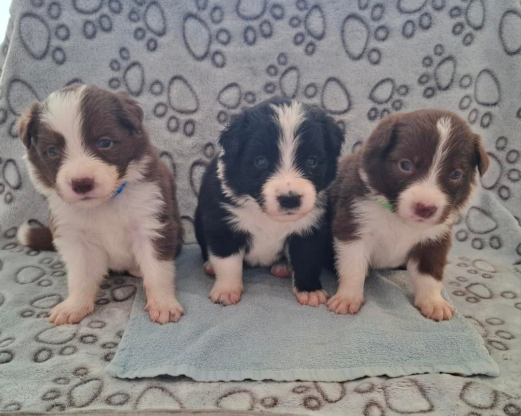 Border Collie pups showlijn, Dieren en Toebehoren, Honden | Herdershonden en Veedrijvers, Parvo, 8 tot 15 weken, Collie, Meerdere