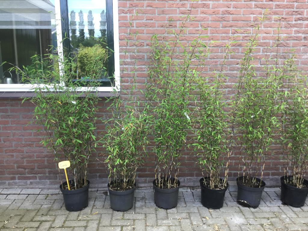 Fargesia Demissa Gerry, opgaande niet woekerende bamboe!, Tuin en Terras, Planten | Tuinplanten, Volle zon, Vaste plant, Bloeit niet