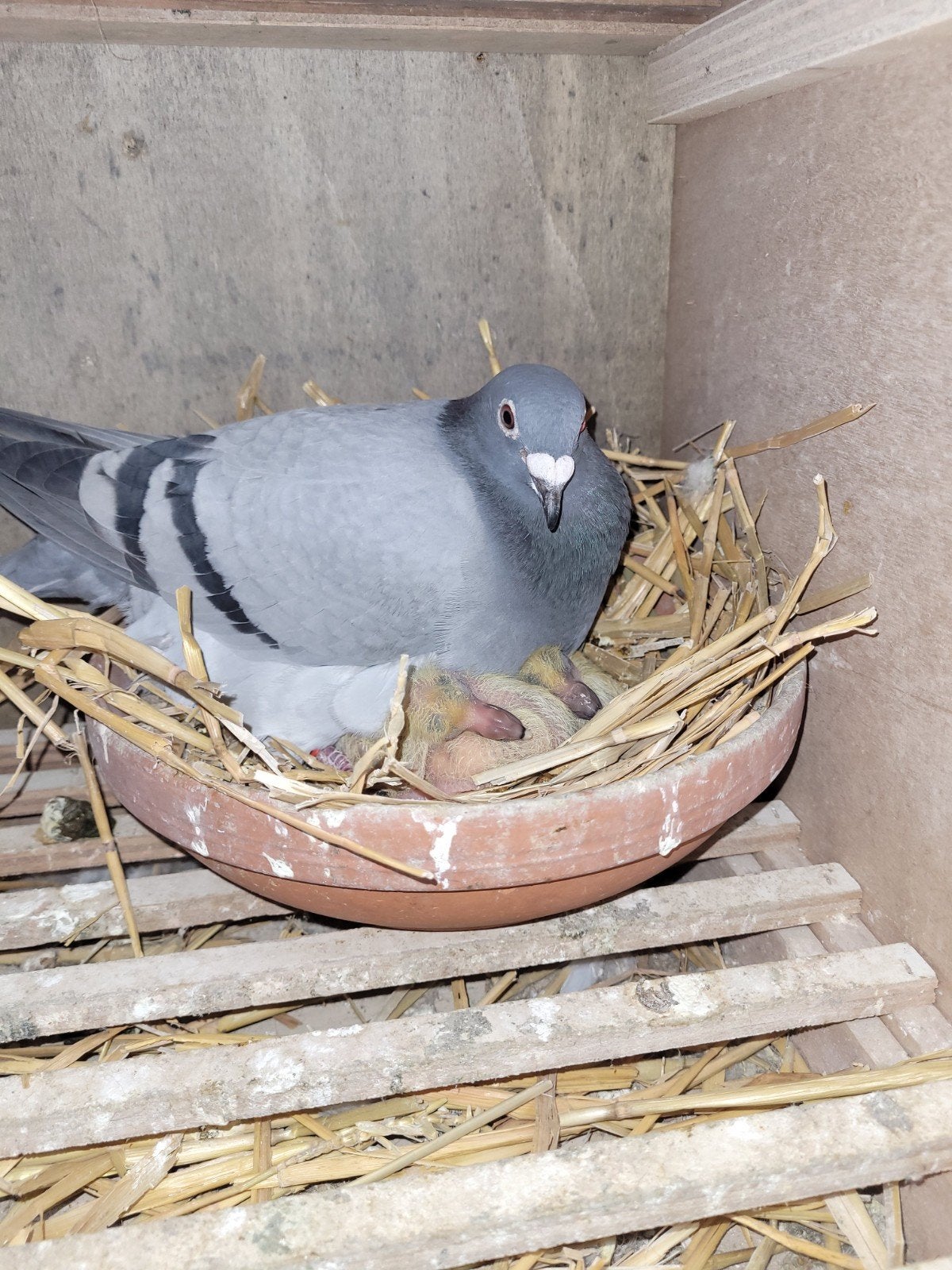 jonge duiven, Dieren en Toebehoren, Vogels | Duiven, Geslacht onbekend, Postduif