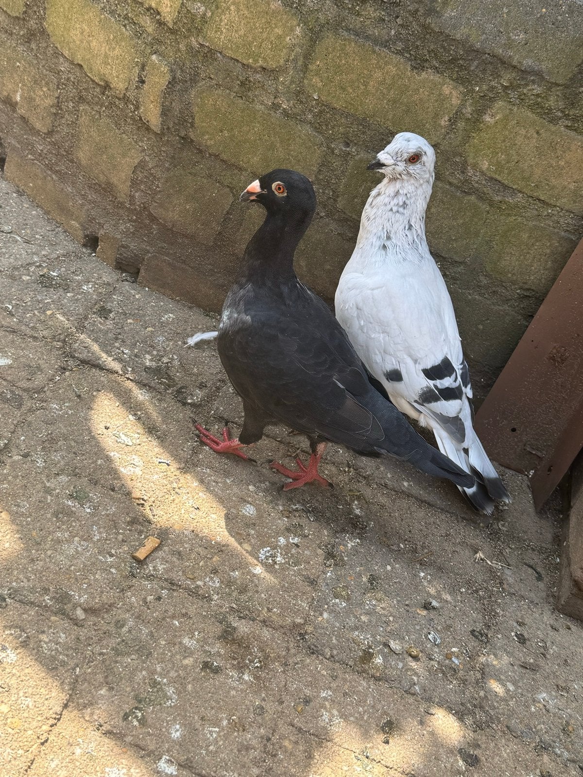 Een paar sierduiven, Meerdere dieren, Overige soorten