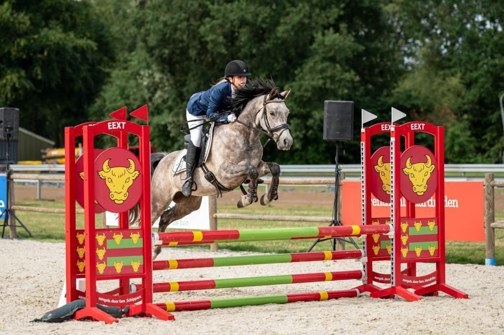 Mooie grote D-springpony te koop: Bandolero, Dieren en Toebehoren, Gechipt, B, Ruin, Springpony