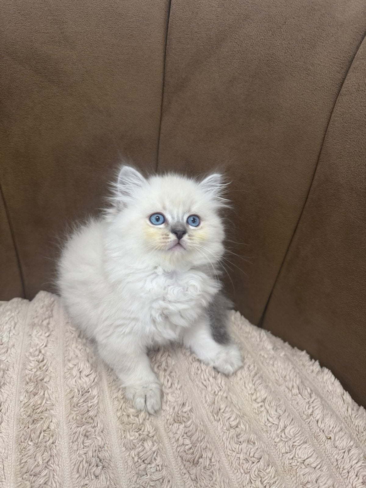lieve kittens Ragdoll x Britse Korthaar – blauwe ogen
