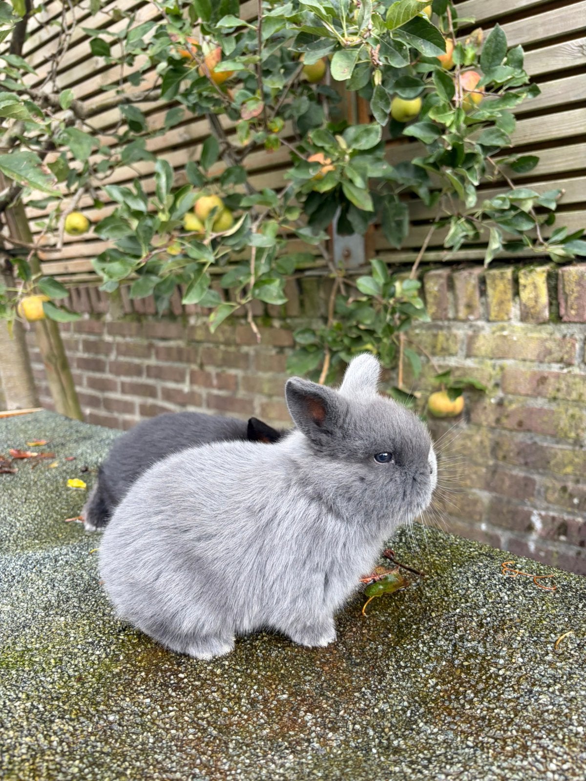 NHD dwerg hangoor konijn x minilop, Dieren en Toebehoren, Mannelijk, Dwerg, Hangoor
