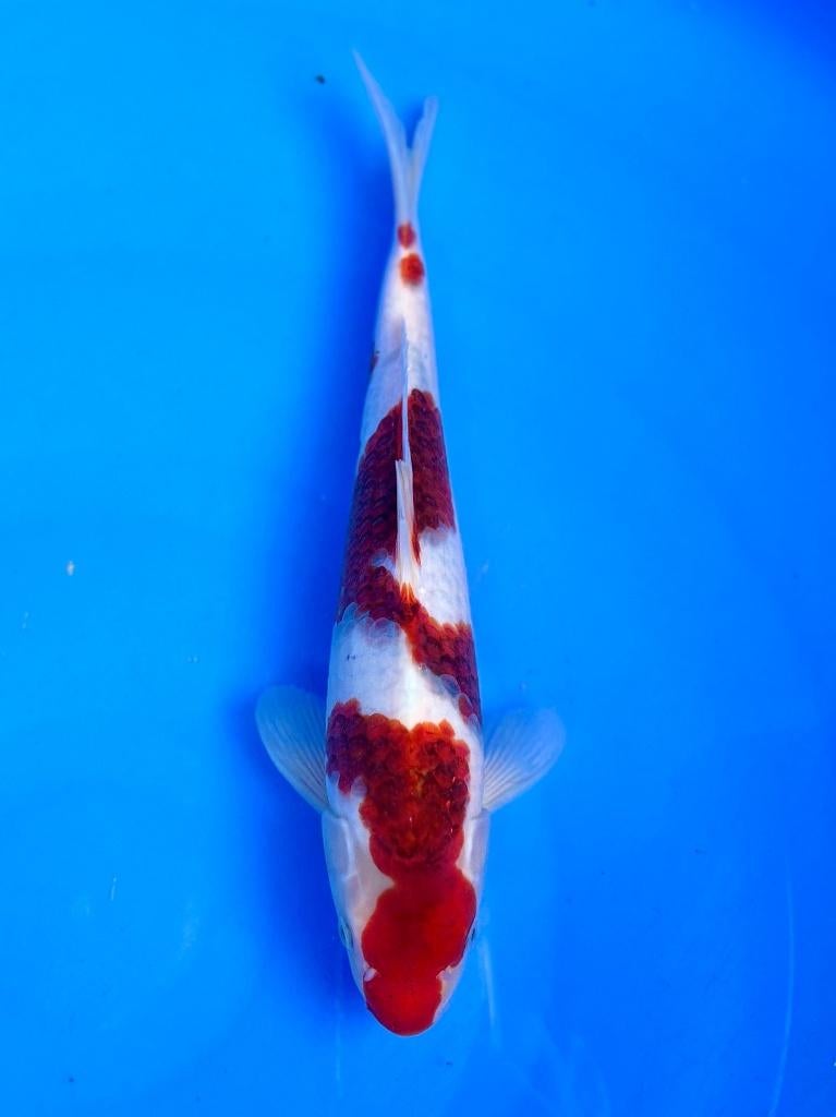 HQ Nisai van Izumiya | Koikarpers  | Nisai vissen, Dieren en Toebehoren, Karper of Koi