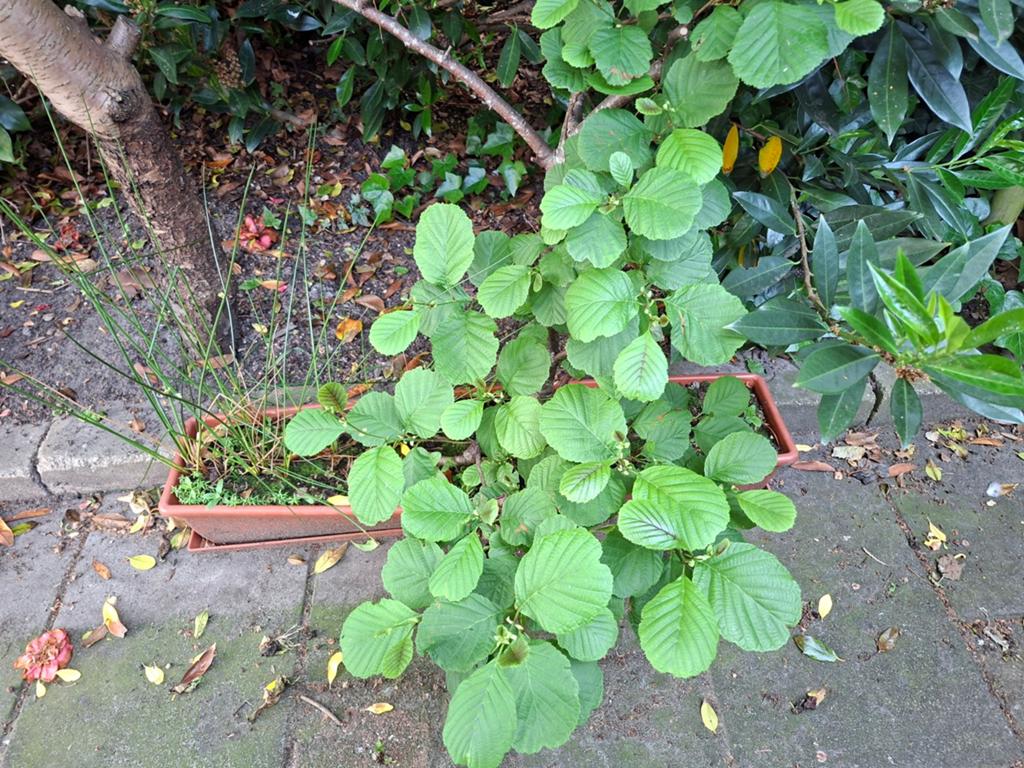 Els Bonsai in bak, Ophalen, Overige soorten, Volle zon